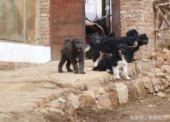 藏族的藏犬,藏族的名犬