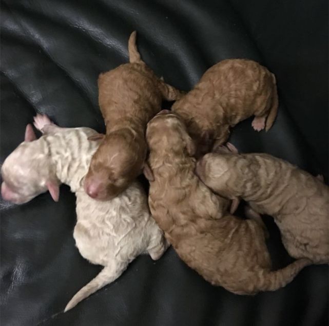 泰迪看到主人吃东西,泰迪看到一只陌生小黑狗