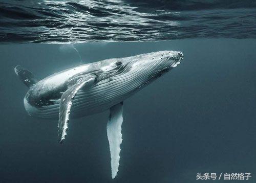 藏獒与蜜獾谁强谁弱,藏獒狮子老虎哪个最强