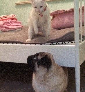 猫咪见到人就攻击,猫咪见到狗出现应激反应怎么办