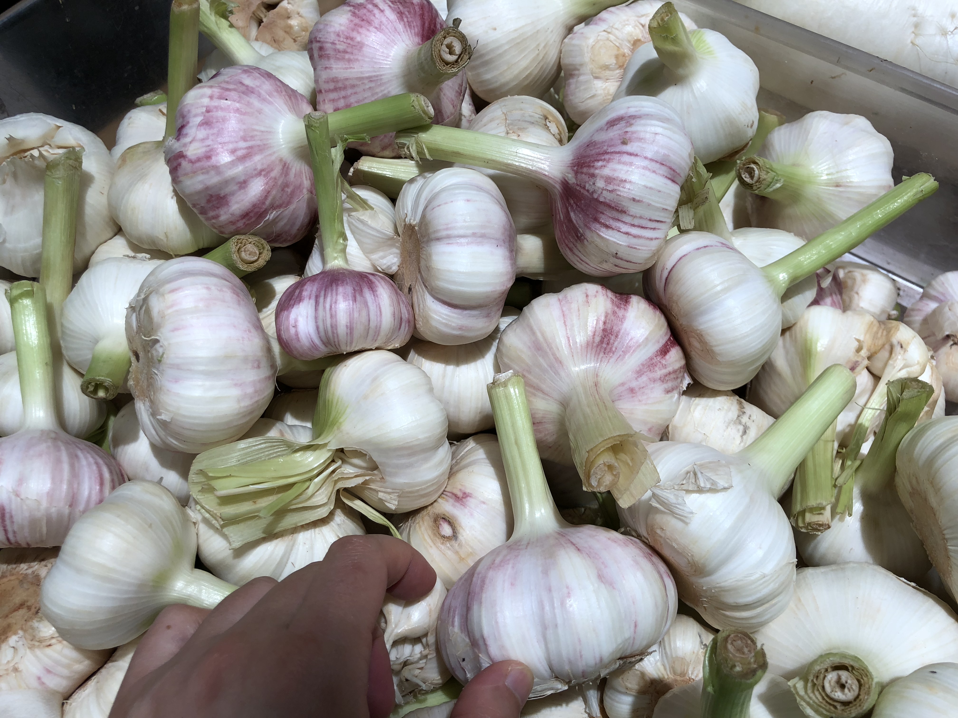 糖醋蒜这样做越吃越上瘾,玉兰香糖醋蒜吃上瘾