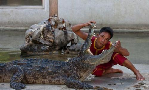 当鳄鱼咬住了一只脚,被鳄鱼咬住怎么让鳄鱼松嘴