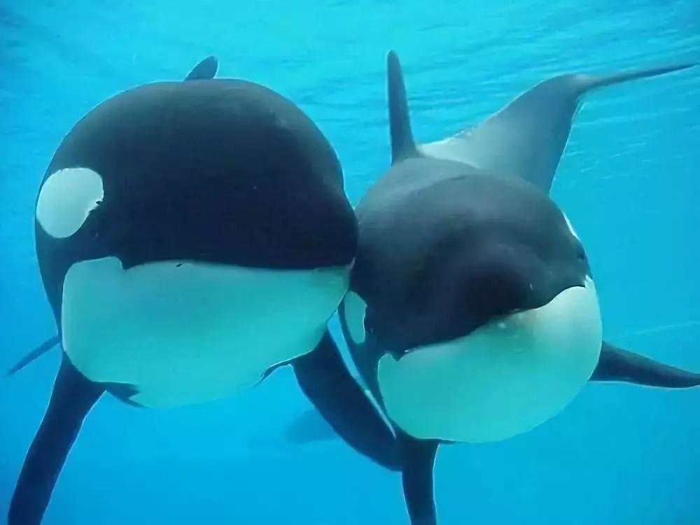 揭露各种海外代购真相,代购骗局朋友圈