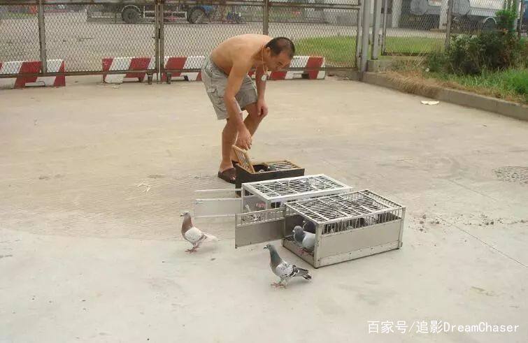 想养好鸽子必须做到以下四件事,初养鸽子你要准备的几样东西