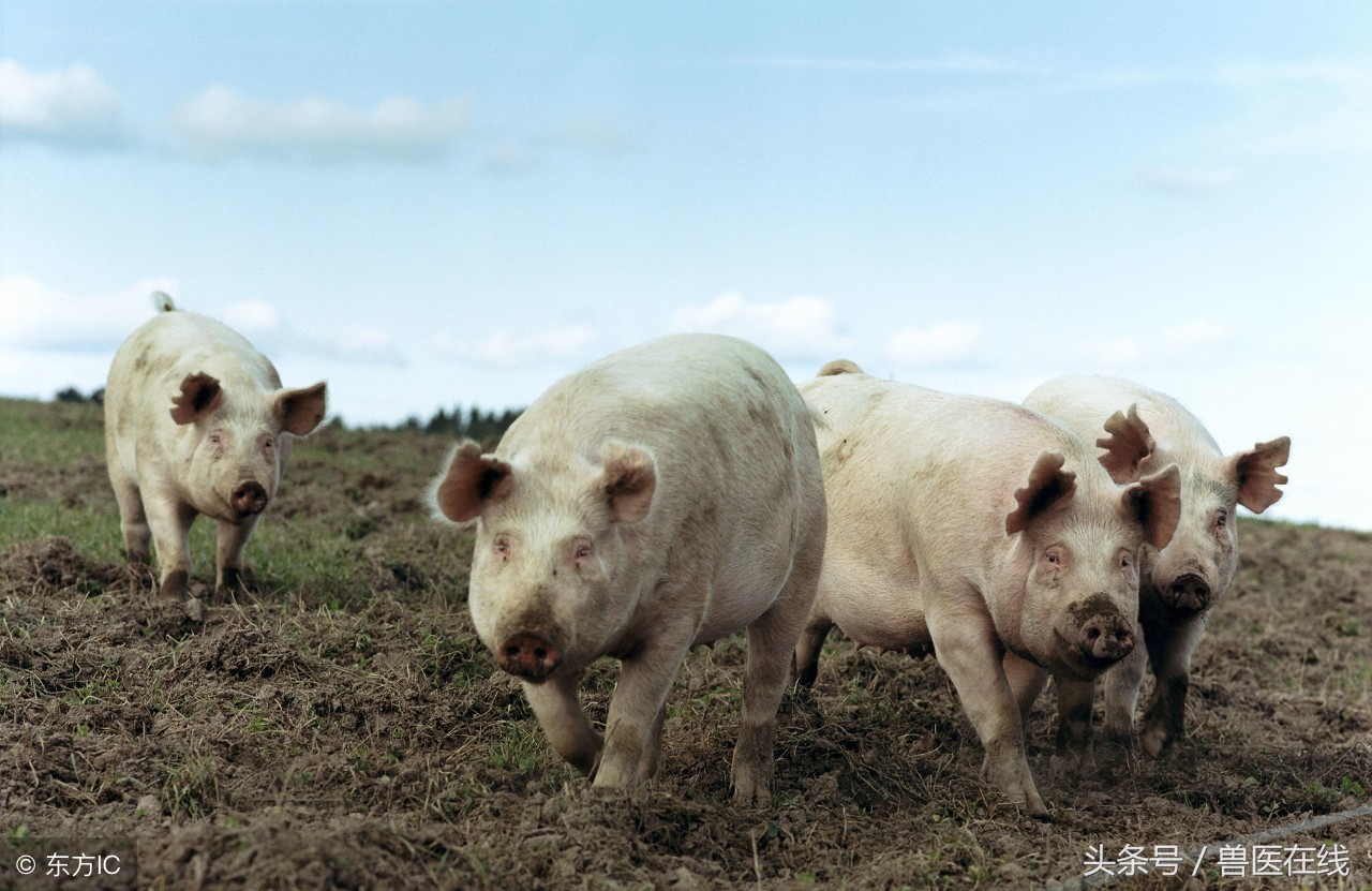 接下蓝耳面纱，细说猪蓝耳病的有效防控！