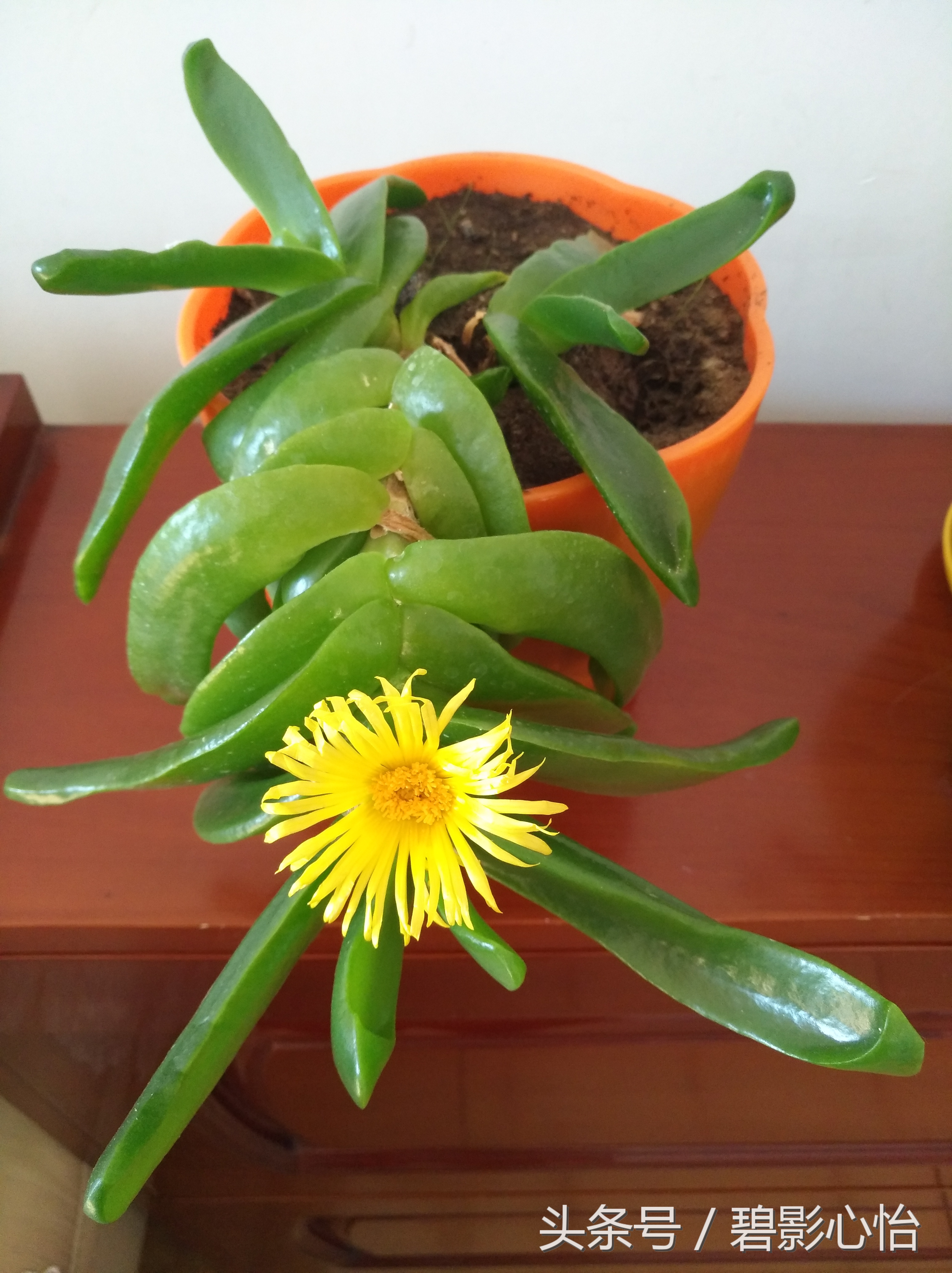 花痴絮花语，赏花好心情