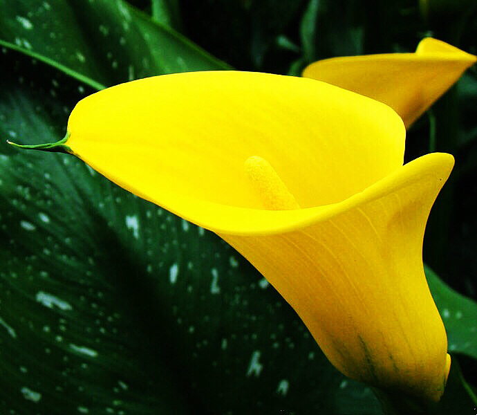 马蹄莲黄色和橙色哪个好看,马蹄莲的花语及养护方法