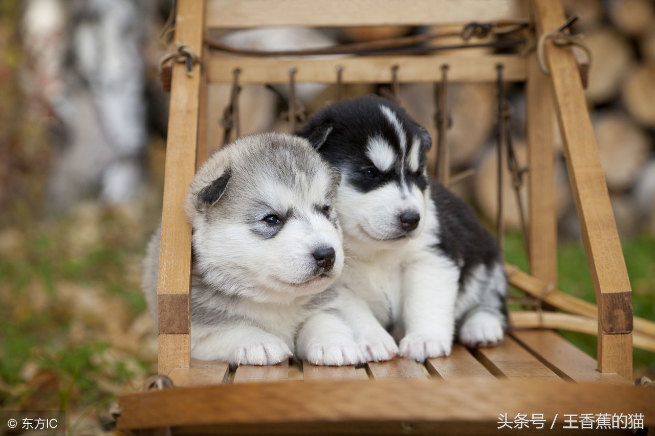 哈士奇和萨摩耶的混血多少钱,萨摩耶和哈士奇哪个拆家厉害