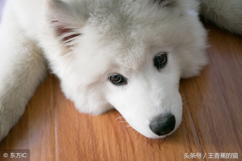 萨摩耶幼犬为什么会拉肚子,萨摩耶幼犬拉肚子怎么办