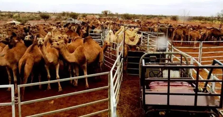 awehome怎么样,awehome靠谱吗