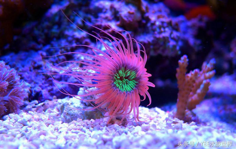 养海水鱼原生海水缸,从养鱼小白到资深鱼友