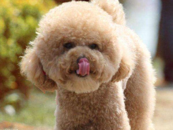 泰迪发情多久后可以判断是否怀孕,家有泰迪快9个月了发情怎样护理