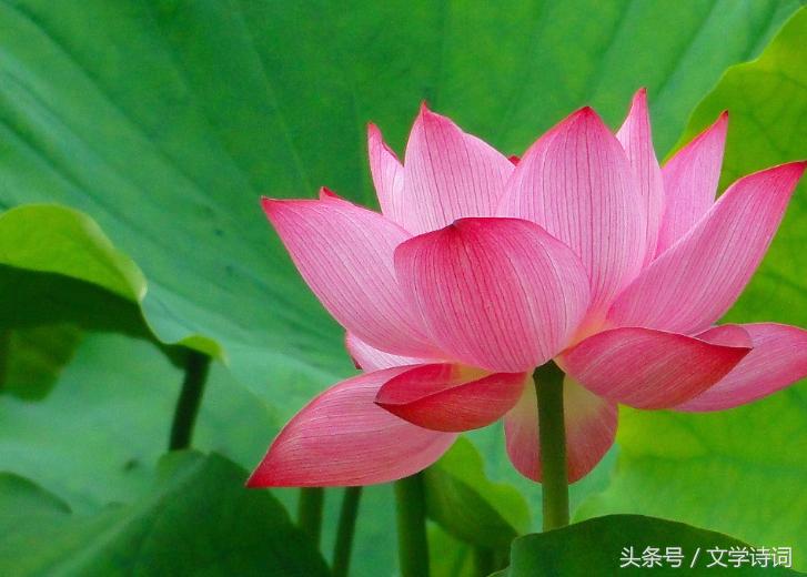 荷花莲花的唯美诗句,十首莲花诗词醉美这个夏天