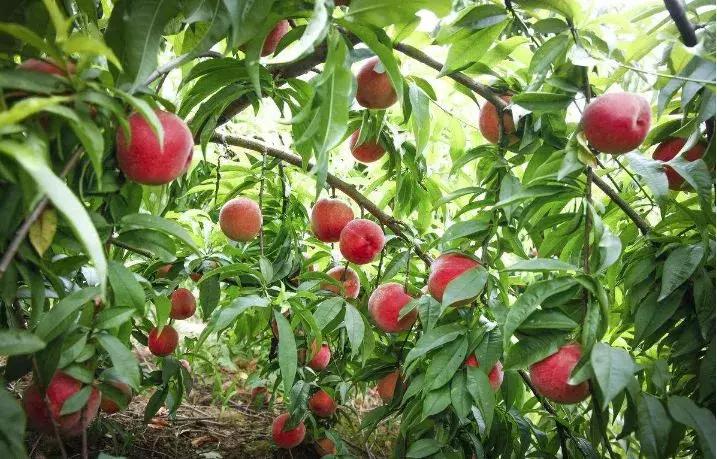 2020成都龙泉桃子采摘,桃子最新采摘视频