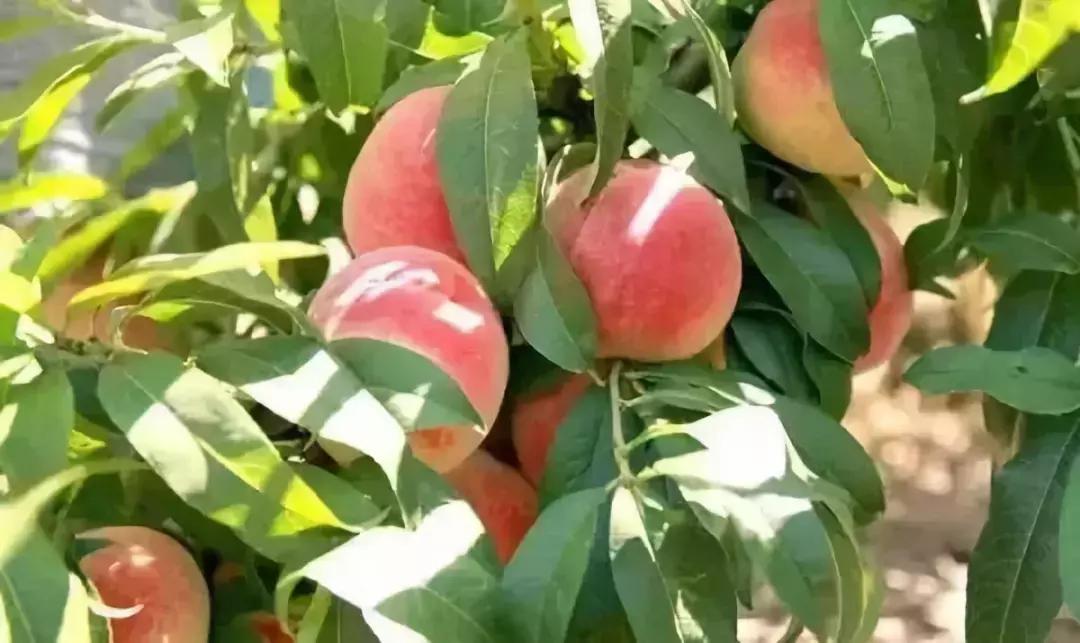 成都摘桃子地方推荐,桃子熟了去摘桃