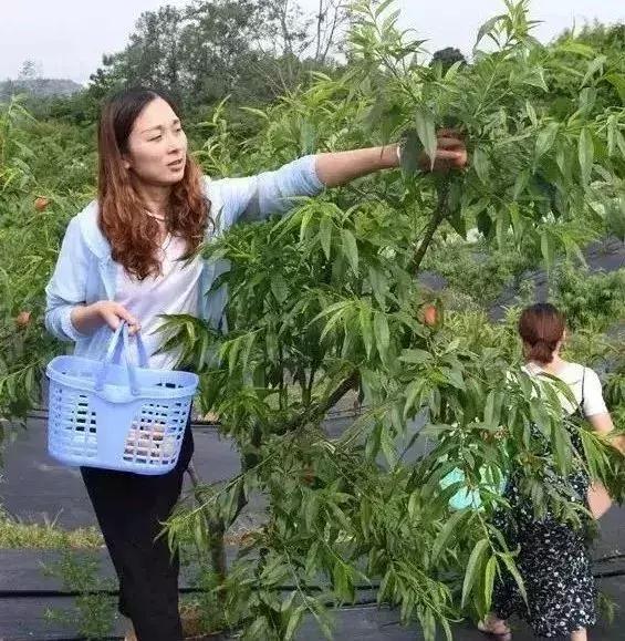 成都摘桃子地方推荐,桃子熟了去摘桃