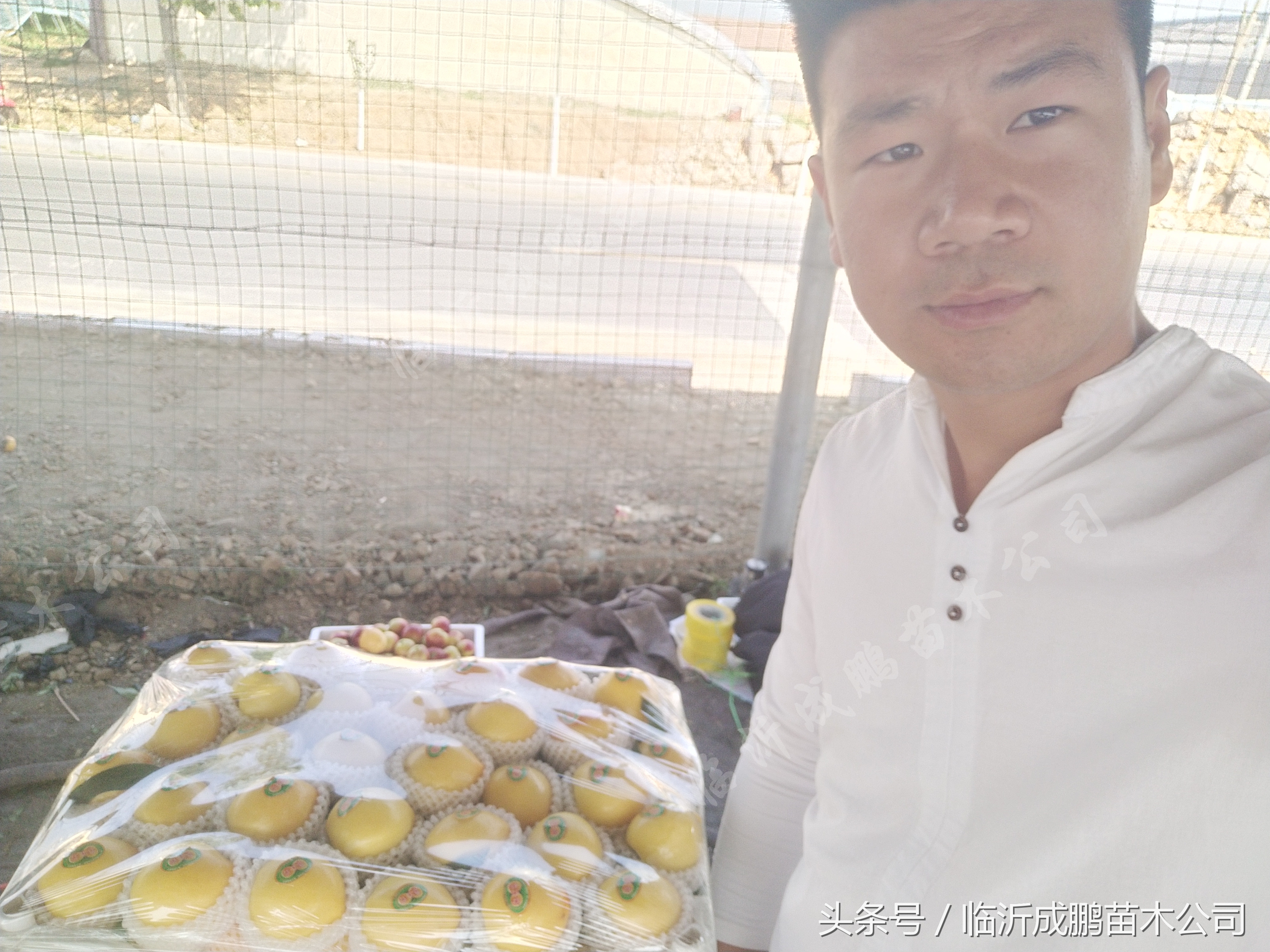 中油19号油桃苗价格,中油19桃苗批发价格