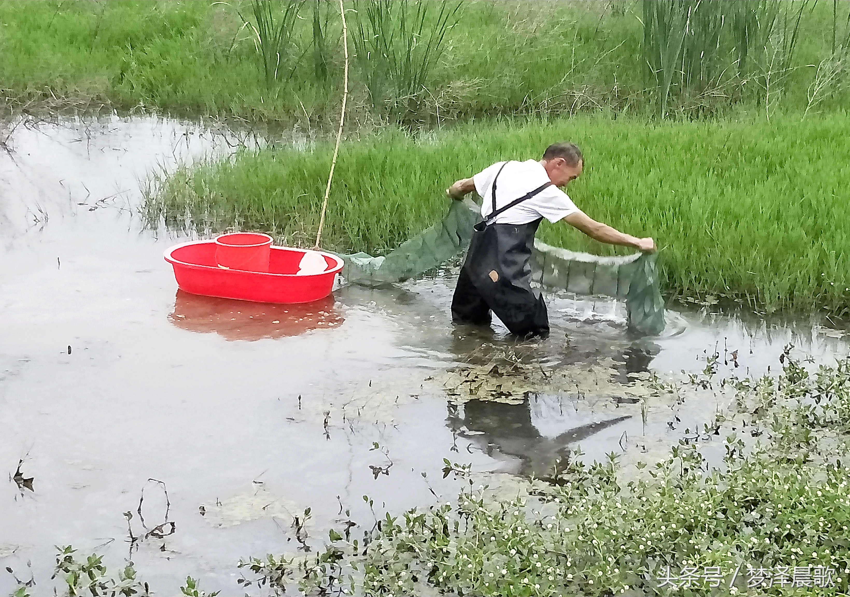 美食炖大龙虾超大的,孤独的美食龙虾