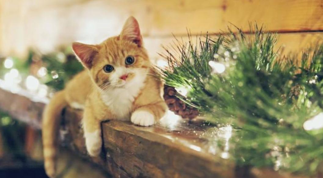 猫咪尿沙发怎么去除猫尿味,猫咪尿床上了怎么去除猫尿味