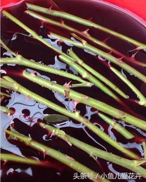 刚买回来鲜花插花步骤,花怎么插花容易生根