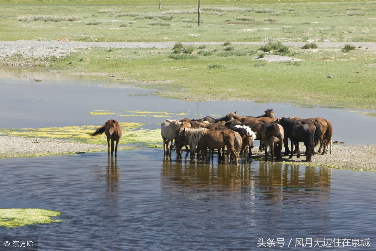 蒙古马和套马图片,蒙古套马绳子教学