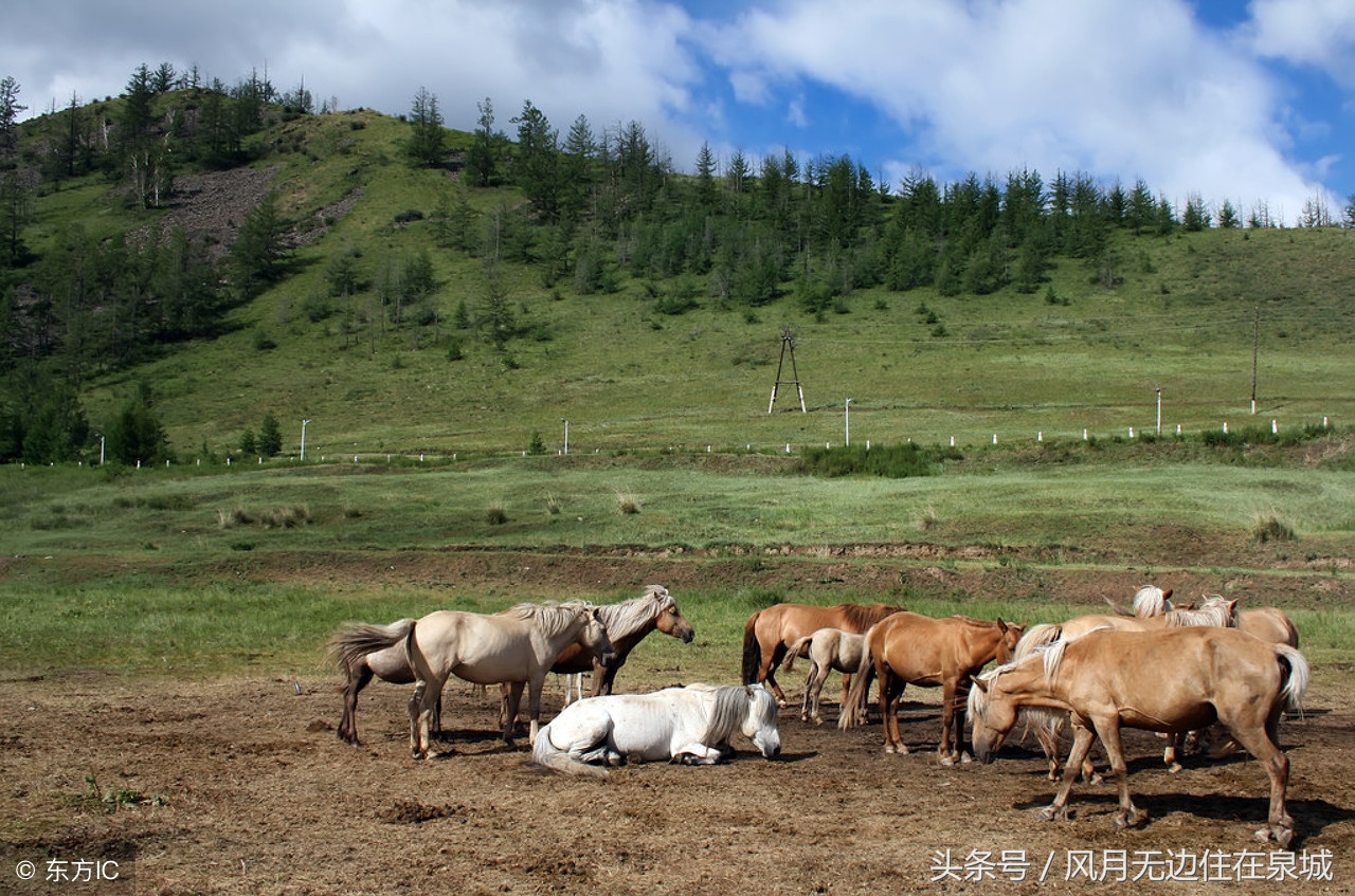 蒙古马和套马图片,蒙古套马绳子教学