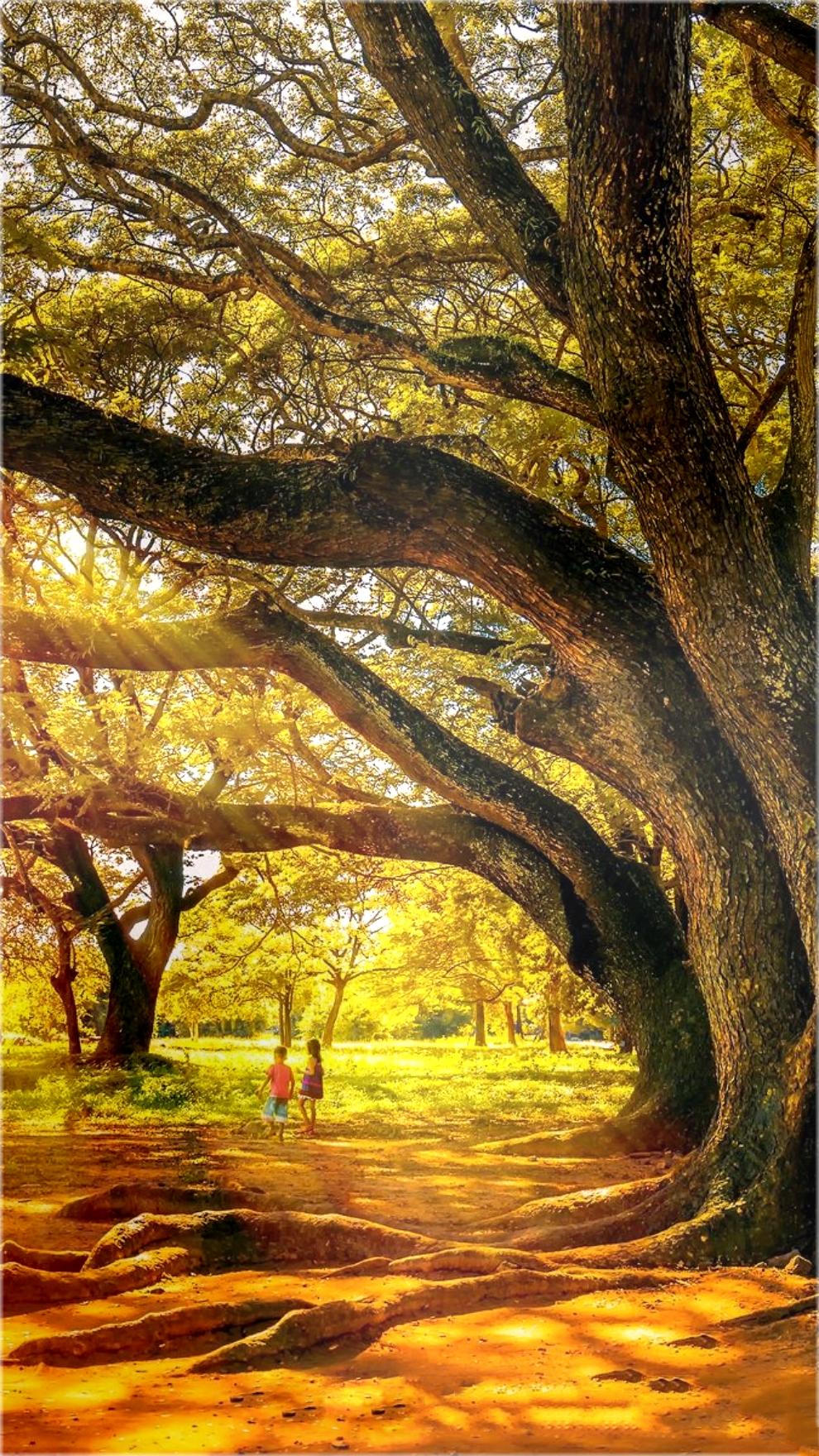 手机美丽壁纸,柔美如画的手机壁纸