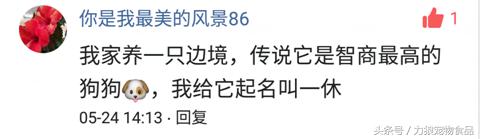 你给宠物起过哪些奇葩的名字？盘点那些让人印象深刻的宠物名字！