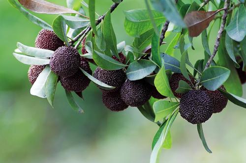 杨梅一年病虫害管理,杨梅怎么管理才能提早开花结果