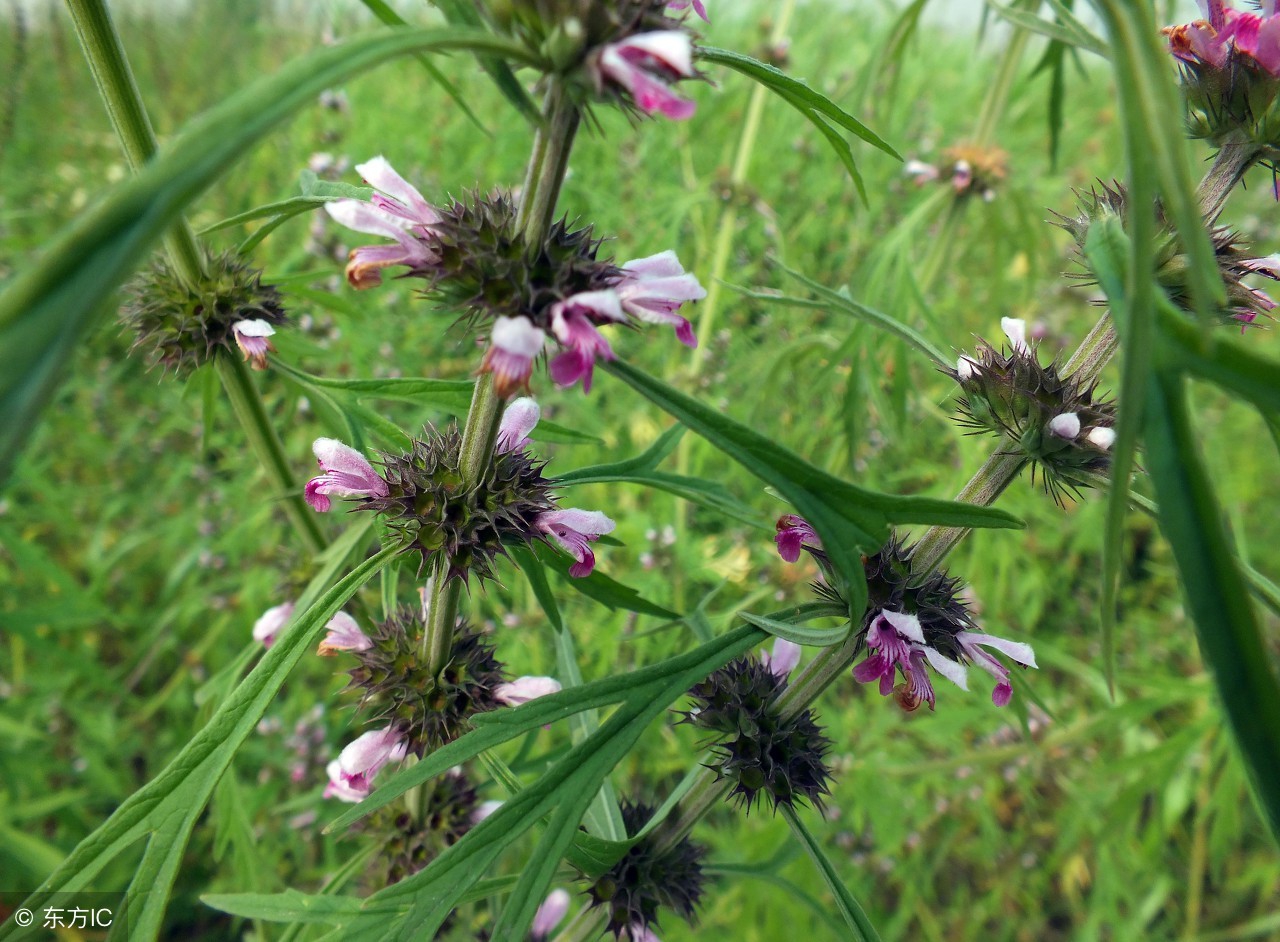 益母草的功效与作用来月经可以喝,益母草的功效及禁忌