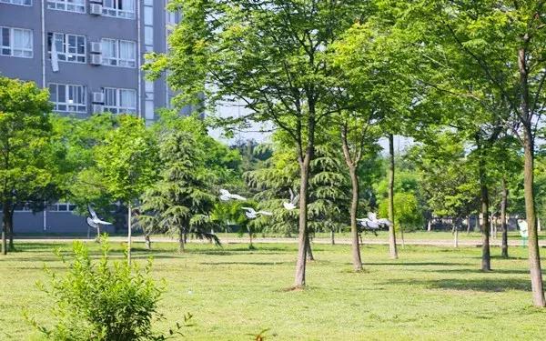 安徽阜阳五中学校好吗,阜阳五中是哪个镇