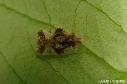 柑橘常见虫害图片大全,柑橘虫害图谱大全来了建议收藏