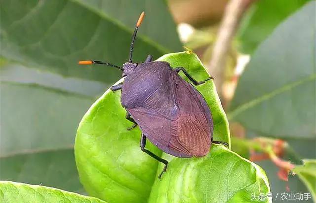 柑橘常见虫害图片大全,柑橘虫害图谱大全来了建议收藏