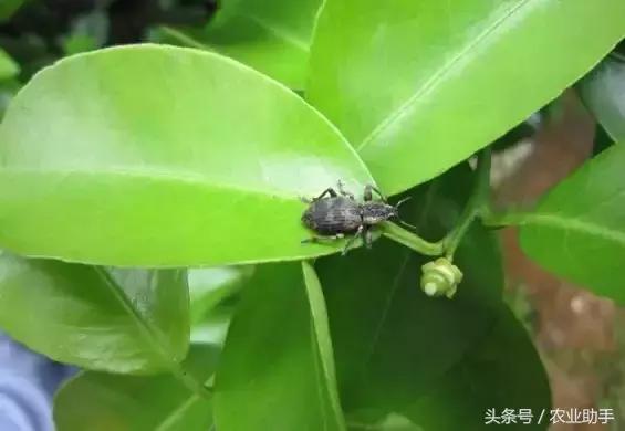 柑橘常见虫害图片大全,柑橘虫害图谱大全来了建议收藏