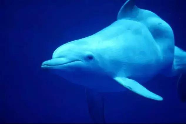 揭露各种海外代购真相,朋友圈代购真实案例