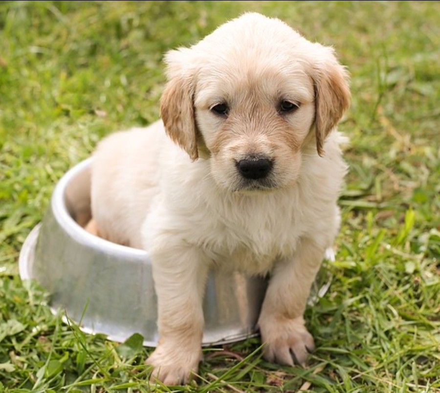 铲屎官新手必看攻略,新手铲屎官必做的10件事