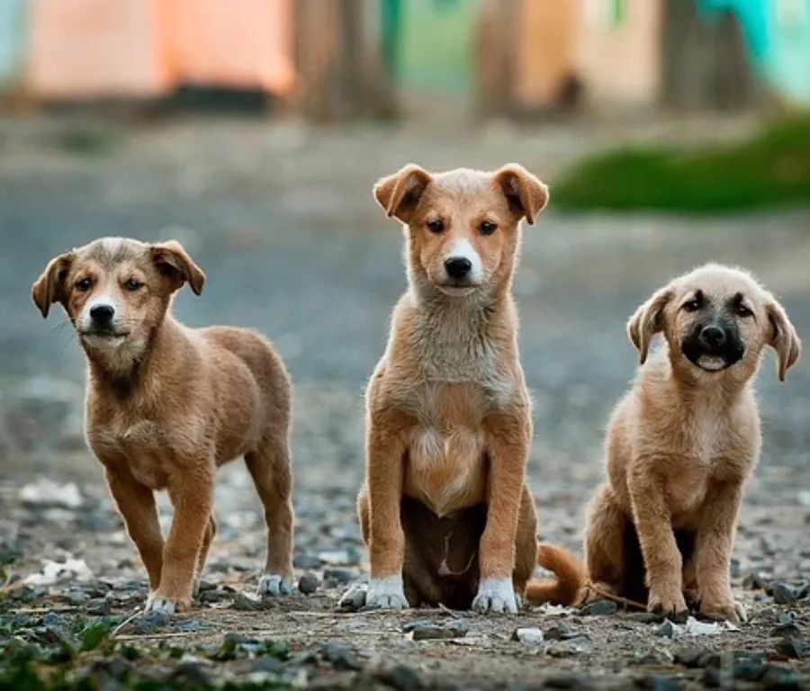 铲屎官新手必看攻略,新手铲屎官必做的10件事