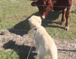 边牧比哈士奇精力更旺盛,比金毛还大的边牧