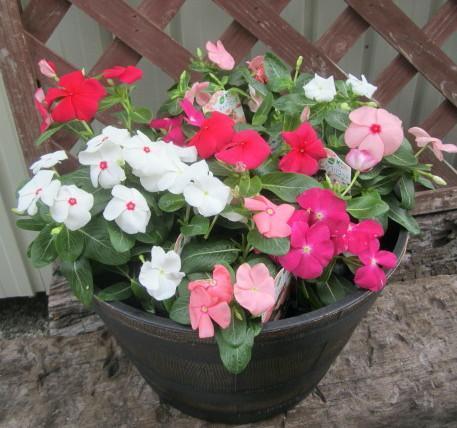 给植物补充叶绿素需要什么,绿植用什么维生素最好