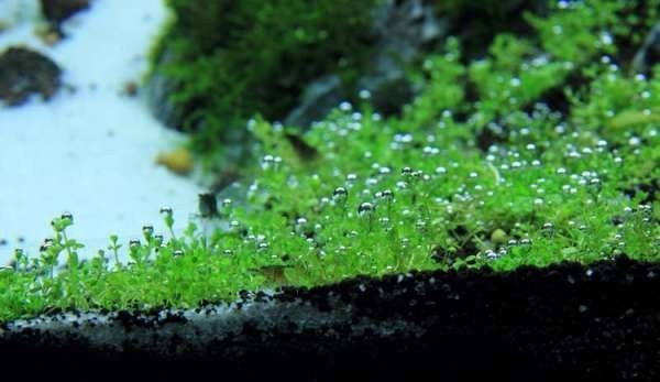 如何布置鱼缸水草造景,峡谷河流鱼缸