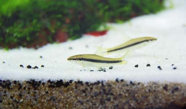 如何布置鱼缸水草造景,峡谷河流鱼缸