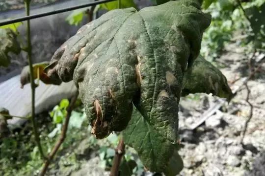 近期葡萄叶片发黄枯叶,葡萄枯叶有几种