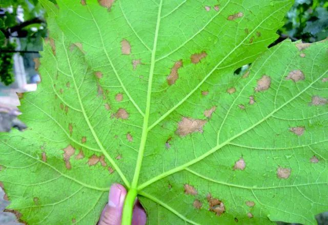 近期葡萄叶片发黄枯叶,葡萄枯叶有几种