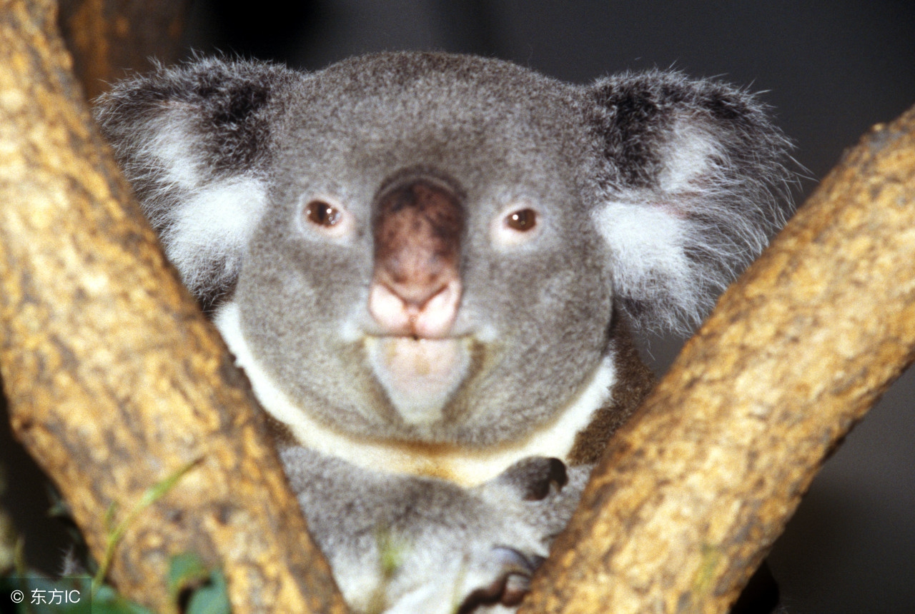 8个奇怪的冷知识,8个让人难以置信的冷知识