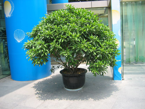 茉莉花冬天干枯怎么办,干枯的茉莉花怎么补救