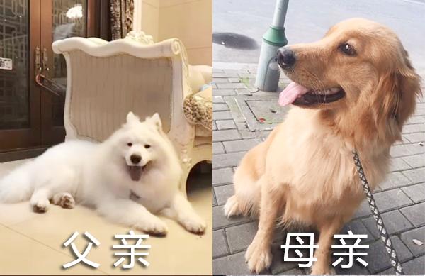 金毛和萨摩耶能杂交什么品种的犬,萨摩耶金毛混血狗到底能长多大