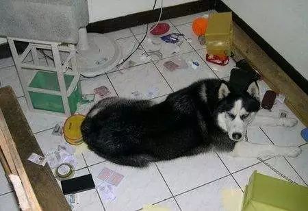 哈士奇vs雪橇犬,哈士奇是雪橇犬吧