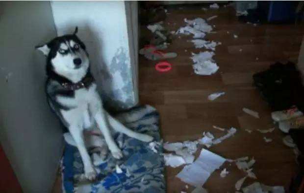 哈士奇和萨摩耶打架比赛视频,哈士奇萨摩耶打架视频