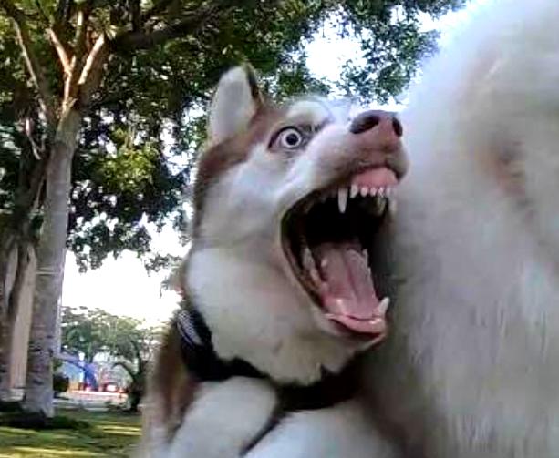 萨摩耶和哈士奇打架比赛,萨摩耶和哈士奇打架图