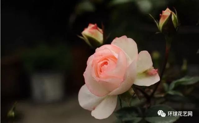 十大最稀有的玫瑰花品种图片,稀有玫瑰花品种大全图片